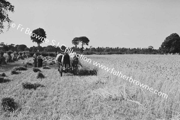 HARVESTING WHEAT